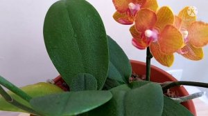 Phal. Bronze Buddha with other orchids/ Ароматная орхидея Бронзовый Будда и другие орхидеи.