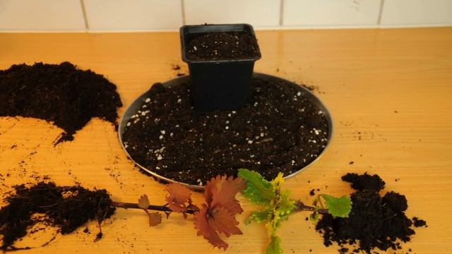 Palettblad / Coleus - Blair´s Witch & Henna