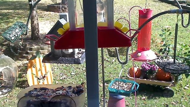 Bird feeding cam - Georgia смотреть онлайн