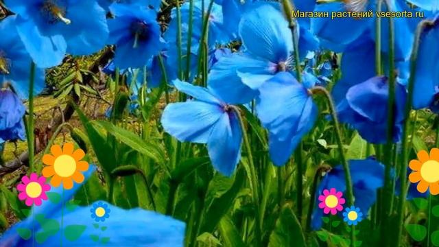 Меконопсис буквицелистный. Краткий обзор, описание характеристик meconopsis betonicifolia смотреть онлайн