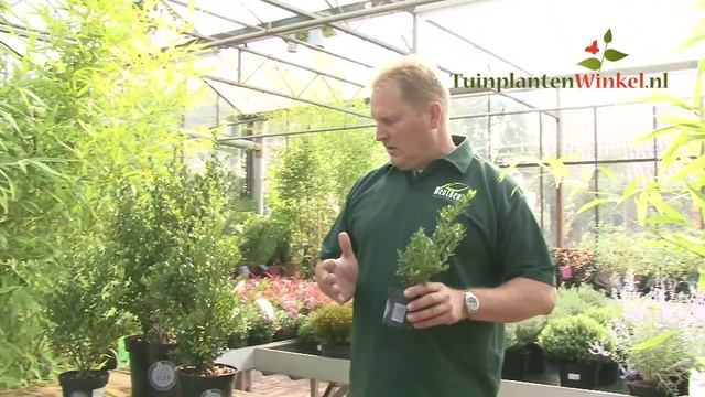 Uitleg en tips over de Ilex crenata 'Dark Green' door onze tuinplantenwinkel.nl specialist смотреть онлайн