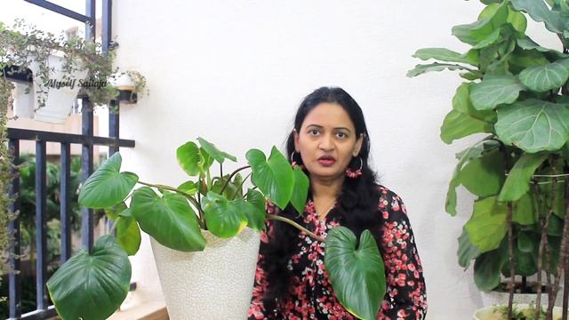 Homalomena Rubescens Plant Care | Maggi Plant | Queen of Hearts | Indoor Plants in telugu смотреть онлайн