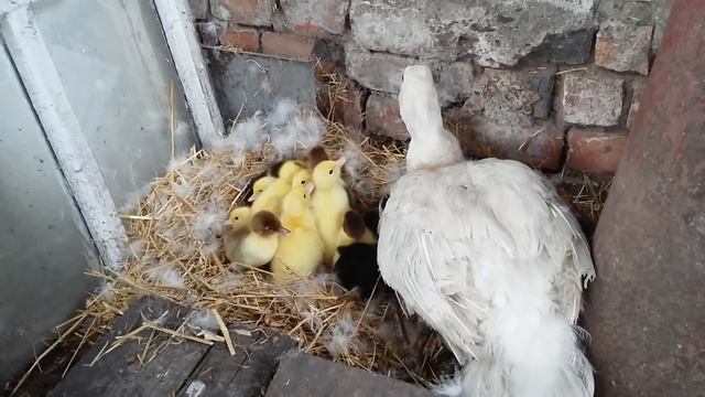 Подсадка утят к маме утке. Первая встреча. смотреть онлайн