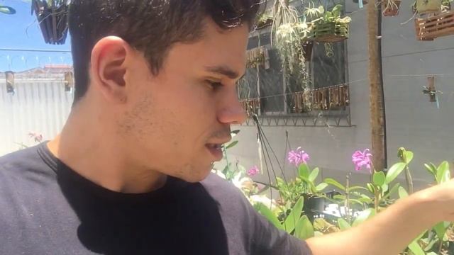 Próximas vendas de ORQUÍDEAS para COLEÇÃO, Cattleya paixão disponível e passeio no ORQUIDÁRIO. смотреть онлайн