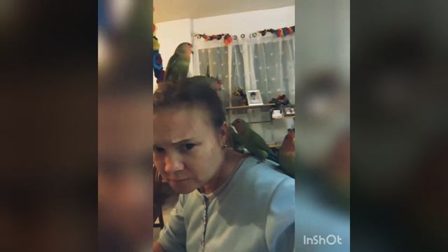 Неразлучники играют смотреть онлайн