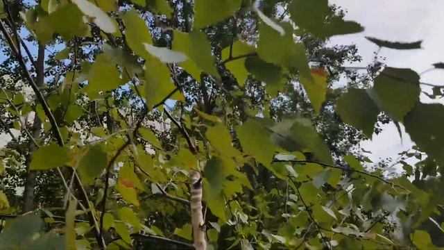 Жадность погубила березу Урок про жадность смотреть онлайн