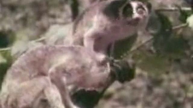 Отряд приматы (copy 2).wmv