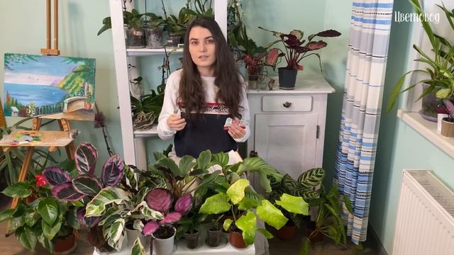 Самое полное видео о калатеях. Особенности ухода и выращивания.