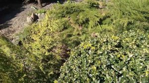 Микробиота-универсальное растение,украшает,закрывает,гармонирует