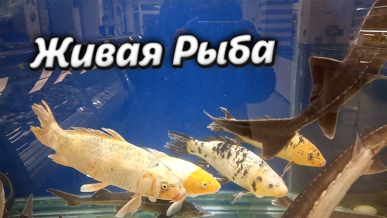 Голодная женщина выбирает карпа на ужин. ЖИВАЯ РЫБА в магазине "Океан". Video Trawl #025 смотреть онлайн