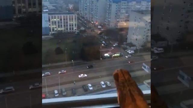 Краснодарец держит в квартире 70 змей смотреть онлайн