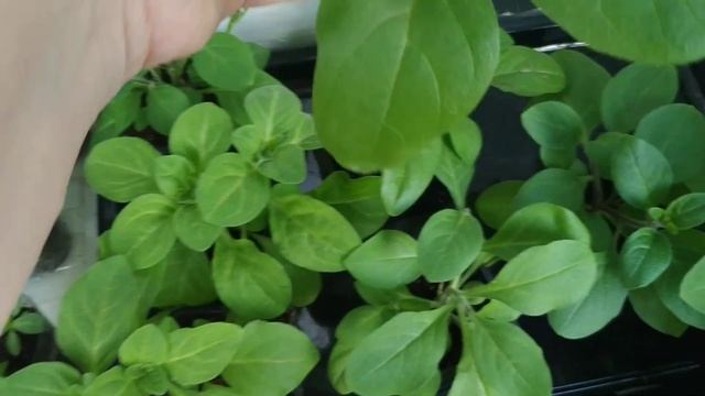 Петуния Тайдал, моя рассада. Растет не по дням, а по часам. смотреть онлайн