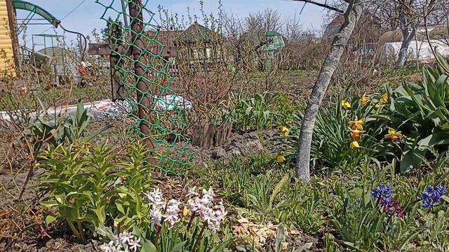 Гиацинты смотреть онлайн