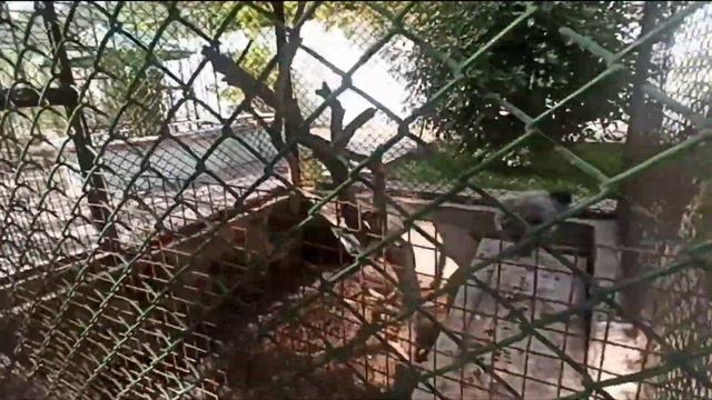 Баку-Дендра парк-Фауна. Bakı Dendra parkı- Fauna смотреть онлайн