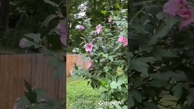 Гибискус цветёт! смотреть онлайн