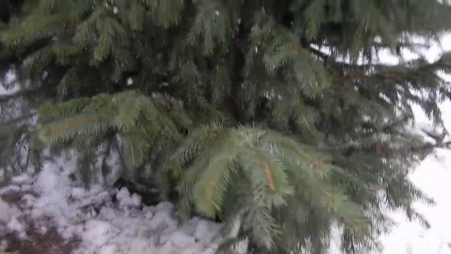 "Садовый Центр № 1" на Новой Риге - Ель Сербская Оморика 200 см на Новый Год! смотреть онлайн