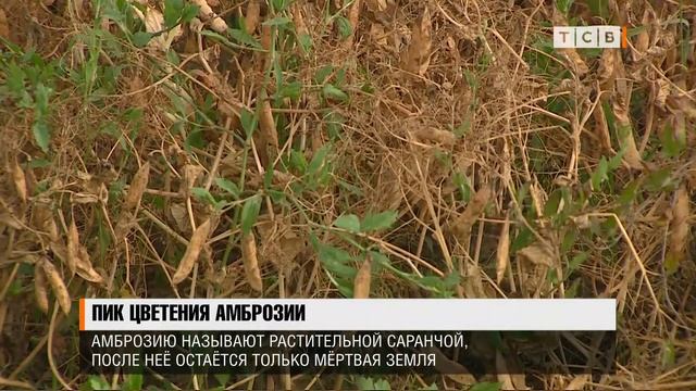 Почему амброзия растёт не на всех полях? смотреть онлайн