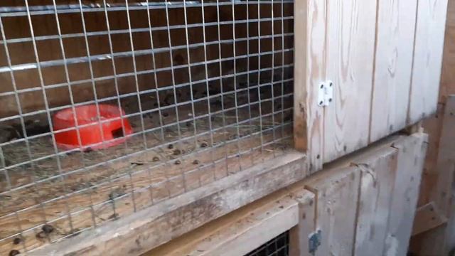 Купил ещё одну породу кроликов. Обзор кроликов. смотреть онлайн