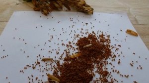 Примула из семян — выращивание, советы и хитрости