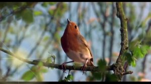 ВИА Самоцветы - Как прекрасен этот мир