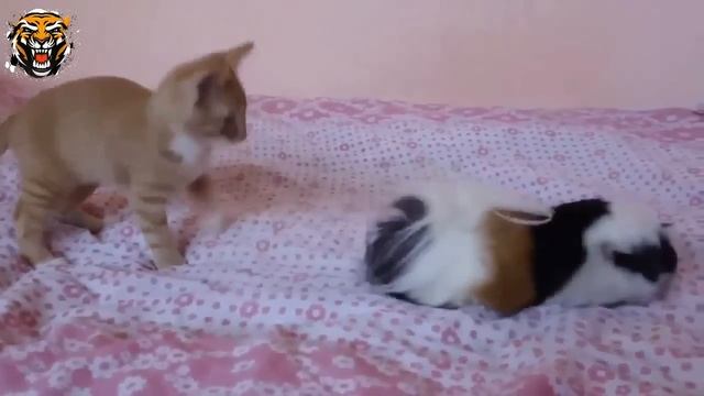 Смешные кошки :) Часть 221 - Котэ vs морские свинки:)) смотреть онлайн