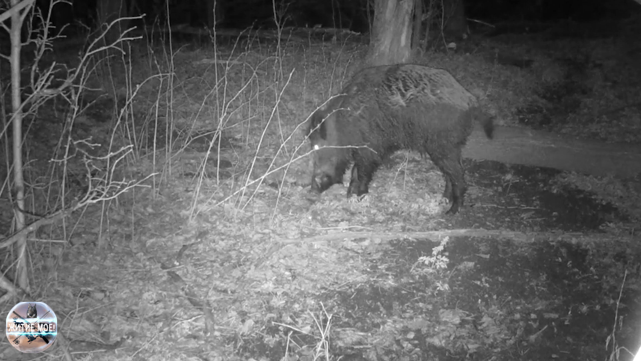 Камера в лесу. Кабан с раненной лапой. Кабаны и лоси на кормовой площадке. Съёмка на фотоловушку смотреть онлайн