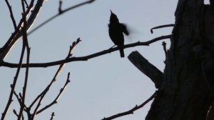 Пение скворца весной.