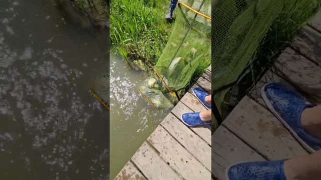 Гости у второй беседки. Полный садок к 12:00. Рыбалка смотреть онлайн