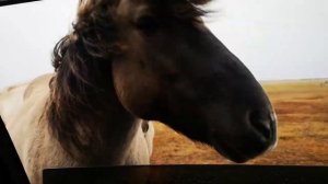 Кузомень. Дикие лошади