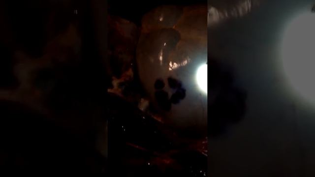 Волки в Бахчисарай Лапа волка смотреть онлайн