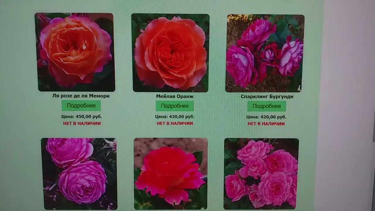 РОЗЫ НА ВЕСНУ. Никогда не останавливаться! смотреть онлайн