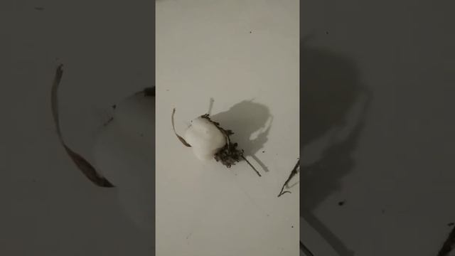 чем кормить мадагаскарского таракана смотреть онлайн