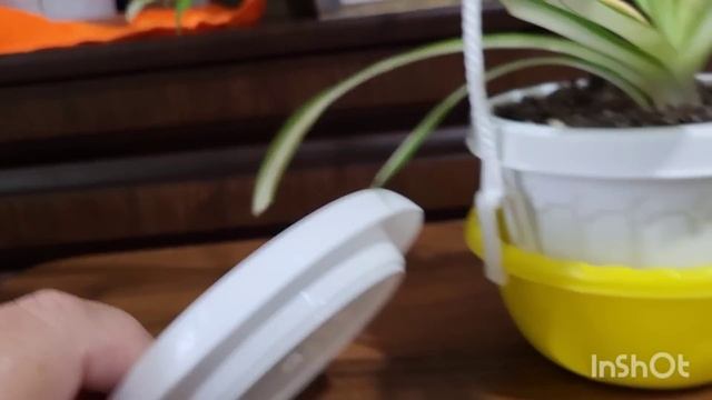 Зелёные секреты, миф и советы. 26.01.2024. смотреть онлайн