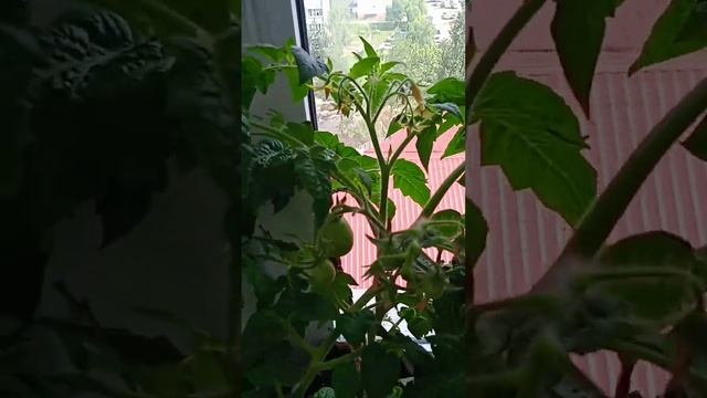 лето в шортах ? томат ракета ? огород на балконе смотреть онлайн