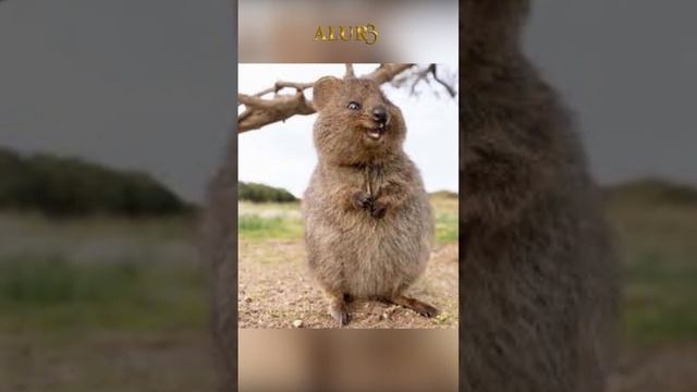 Quokka yang doyan "selfie" #shorts #quokka смотреть онлайн