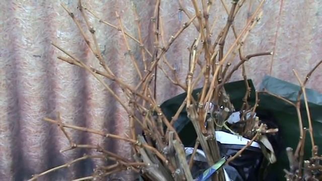 Где купить саженцы винограда смотреть онлайн