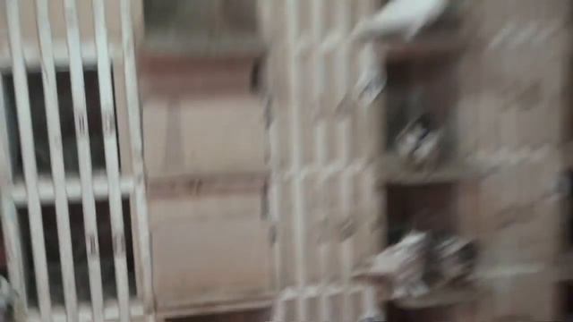 Бакинские бойные голуби / Baku Tumblers (Артур , Саранск, Россия )