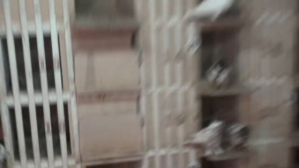 Бакинские бойные голуби / Baku Tumblers (Артур , Саранск, Россия )