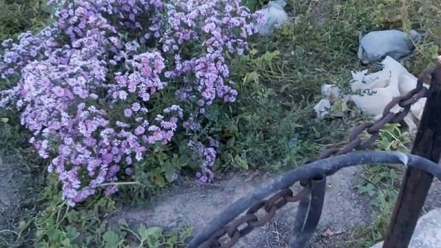 ЗАМОРОЗКОВ НЕ БЫЛО.ВАРЮ СОЮ.КАК ЛЕГКО СНЯТЬ КОЖУРКУ С ПОМИДОРОВ. смотреть онлайн