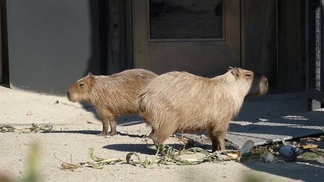 Capybara Superzoom LUMIX DC-FZ 82