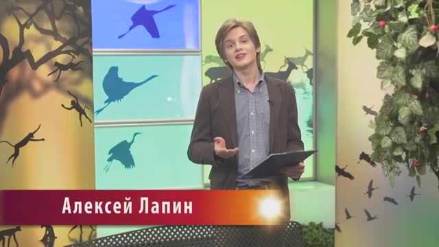 В МИРЕ ЖИВОТНЫХ смотреть онлайн