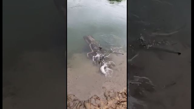 Ловля горбуши на воблер 80 мм (14 гр) от Mr. Musurok