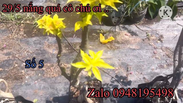 29/5 giao lưu #hoagiay #giongmoi#adarna #goldensunshine#vienngocanhtrang#bougainvillea 0948195498 смотреть онлайн