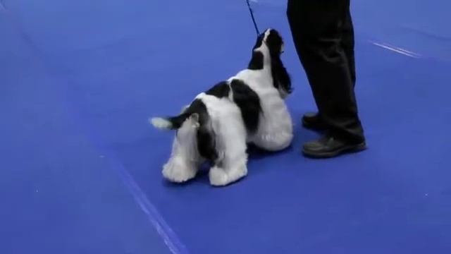 Тотошка На Выставке в Тель - Авиве 7.5.2011 смотреть онлайн