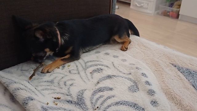 Чихуахуа Зайка. Наши последние новости🐰 смотреть онлайн