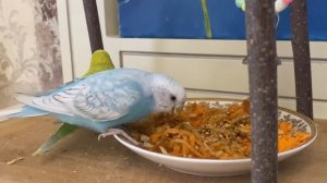 Как нарезать овощи и фрукты для волнистых попугаев.