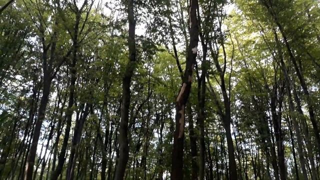 Отец даёт советы. Работа художника со светом. Оклюжен. Контражур. Как рисовать металл. смотреть онлайн