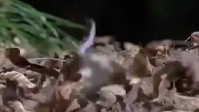 Кто ты: Утка или Орел? смотреть онлайн