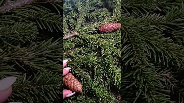 🔥🔥🔥Не пропусти. Успей запрыгнуть в последний вагон ☃️☃️☃️ смотреть онлайн