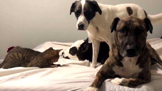 Бычок вырос среди собак, и считает себя одной из них, только посмотрите на него смотреть онлайн